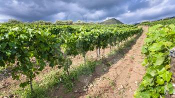 agricultural tourism in Italy - green vineyard in Etna region in Sicily