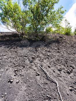 travel to Italy - green bush on volcanic soil on slope of Etna mount in Sicily