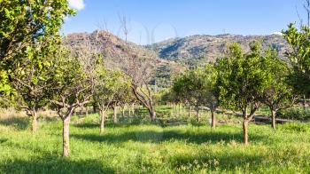 agricultural tourism in Italy - Citrus garden in Sicily in summer day