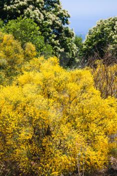 travel to Italy - yellow cytisus bush on Etna mount in Sicily