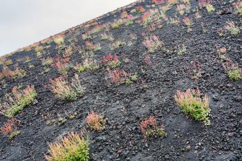 travel to Italy - first flowers on volcanic land of Mount Etna in Sicily in summer day