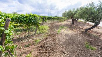 agricultural tourism in Italy - green vineyard and olive trees on roadside in Sicily