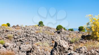 travel to Italy - green bushes on petrified lava flow after volcano Etna eruption in Sicily