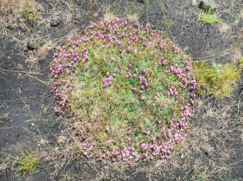 travel to Italy - pink flowers on volcanic soil on slope of Etna mount in Sicily