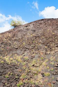 travel to Italy - first vegetation on volcanic soil of Etna mount in Sicily