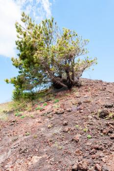 travel to Italy - pine tree on red volcanic soil on slope of Etna mount in Sicily