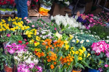travel to Italy - flower shop on street in Padua city in spring