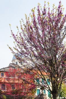 travel to Italy - flowering cercis siliquastrum tree in Padua city in spring