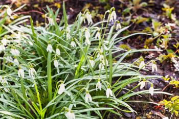 bush of white snowdrop (Galanthus) flowers on wet ground after spring rain