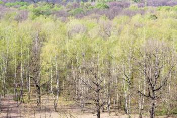 above view of woods with young green foliage in spring day