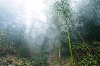 travel to China - wet plants in mist rainforest in area of Dazhai Longsheng Rice Terraces (Dragon's Backbone terrace, Longji Rice Terraces) in spring season