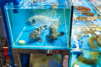 Travel to China - fishes and eel in Huangsha Aquatic Product Trading Market in Guangzhou city in spring season