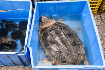 Travel to China - various turtles on Huangsha Aquatic Product Trading Market in Guangzhou city in spring season