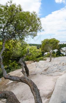 travel to Greece - green trees between stones on Acropolis rock in Athens city