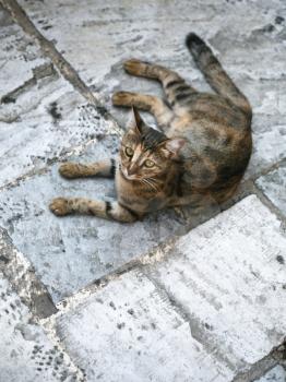 travel to Greece - urban cat on stone pavement on street in Athens city