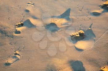 Travel to Algarve Portugal - footprint in wet sand on beach Praia Falesia near Albufeira city in evening