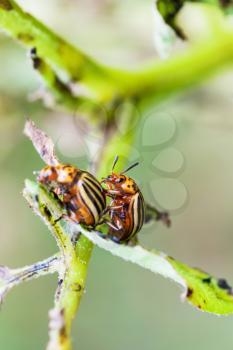 two colorado potato beetles on potato bush close up in garden in summer season