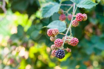 blackberries on twig in summer season in Krasnodar region of Russia