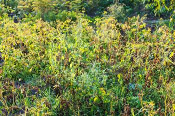 view of overgrown garden in summer evening in Krasnodar region of Russia