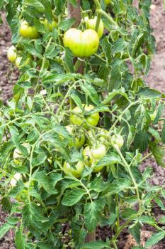 green tomatoes on bush in garden in summer season in Krasnodar region of Russia