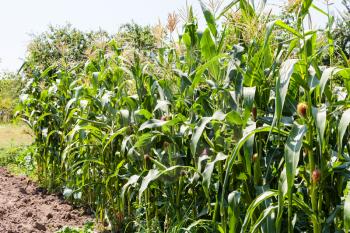 green corn bushes in garden in summer season in Krasnodar region of Russia