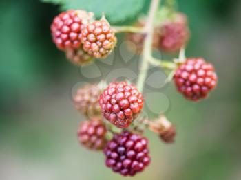 ripening blackberries on twig close up in summer season in Krasnodar region of Russia