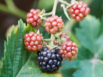 blackberries on leaves close up in garden in summer season in Krasnodar region of Russia