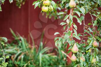 branch of pear tree with fruits on backyard in summer season in Krasnodar region of Russia