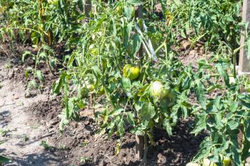 unripe tomato fruits on bushes in garden in summer season in Krasnodar region of Russia