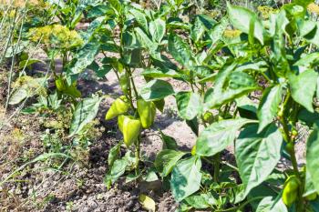 sweet pepper bushes at garden beds in summer season in Krasnodar region of Russia