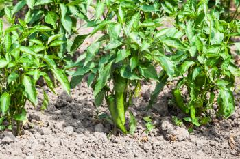 plantation of green chili pepper bushes in garden in summer season in Krasnodar region of Russia