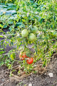 ripening tomatoes on bushes in garden in summer evening in Krasnodar region of Russia