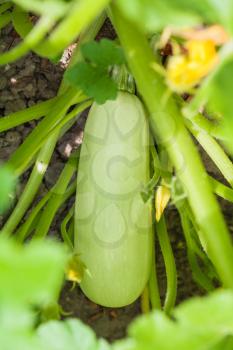 ripe courgette in leaves in garden in summer season in Krasnodar region of Russia