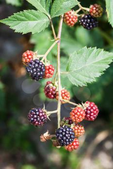 view of twig with ripe blackberries in summer season in Krasnodar region of Russia