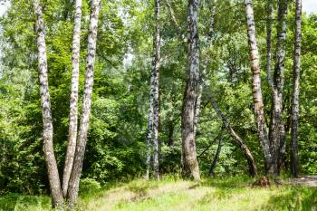 birch trees in Timiryzevsky park in Moscow city in sunny summer day
