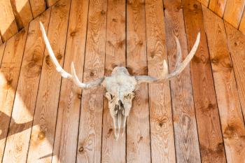 front view of natural skull of young moose animal on roof of wooden country house in Smolensk region of Russia