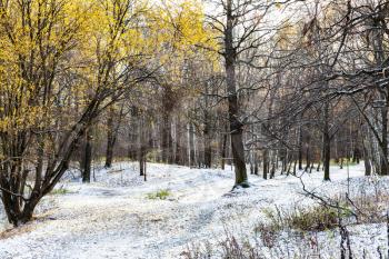 landscape of urban park covered with the first snow in autumn day