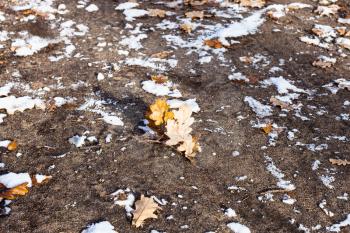 fallen oak leaves and the first snow on ground of urban park in cold autumn day