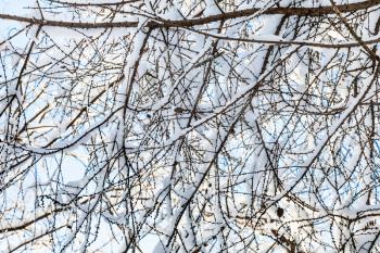 snow-covered branches of larch tree in forest of Timiryazevskiy park of Moscow city in sunny winter day