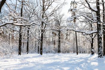 snow-covered oak trees at forest glade in Timiryazevskiy park of Moscow city in sunny winter day