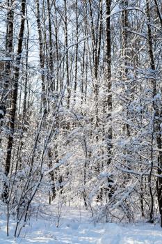 snow-covered trees in grove of Timiryazevskiy park of Moscow city in sunny winter day