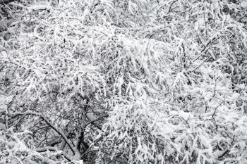 above view of snow covered apple trees in orchard in snowfall in Moscow in winter