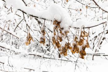 dried maple seeds on branch in snowy forest of Timiryazevskiy park of Moscow city in overcast winter day
