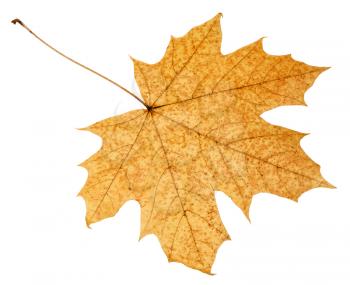 back side of fallen autumn leaf of acer tree isolated on white background