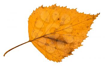 back side of old fallen leaf of birch tree isolated on white background