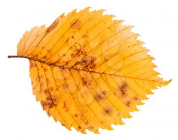 decayed autumn leaf of elm tree isolated on white background
