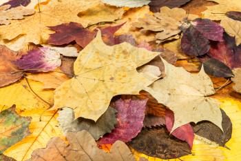 above view of various autumn fallen leaves of oak, maple, alder, malus trees