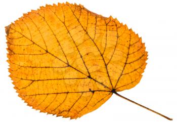 fallen autumn leaf of linden tree isolated on white background