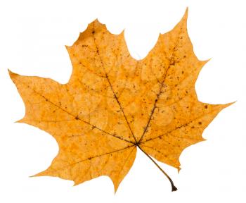 broken autumn leaf of maple tree isolated on white background