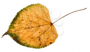 fallen rotten leaf of linden tree isolated on white background